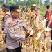 Panen Raya Jagung Kuartal III di Balongbendo