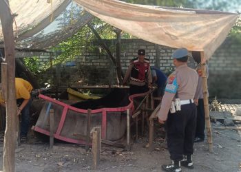 Polsek Krian Bongkar Arena Sabung Ayam di Ponokawan