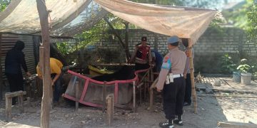 Polsek Krian Bongkar Arena Sabung Ayam di Ponokawan