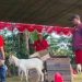 Warga RT 07 RW 2 Desa Cangkring Krembung Gelar Jalan Sehat Hadiah Kambing