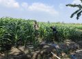 Polsek Krembung Rawat Lahan Jagung Program P2B di Desa Lemujut