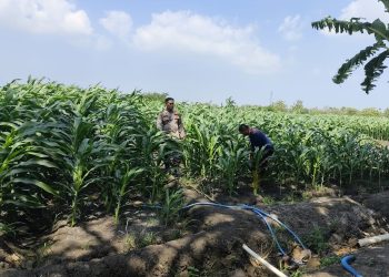 Polsek Krembung Rawat Lahan Jagung Program P2B di Desa Lemujut