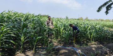 Polsek Krembung Rawat Lahan Jagung Program P2B di Desa Lemujut
