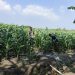 Polsek Krembung Rawat Lahan Jagung Program P2B di Desa Lemujut