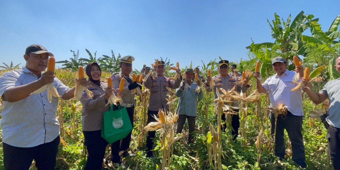 Panen Raya Jagung di Punggul, Polsek Gedangan Perkuat Swasembada Pangan