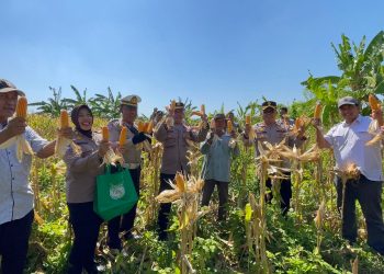 Panen Raya Jagung di Punggul, Polsek Gedangan Perkuat Swasembada Pangan