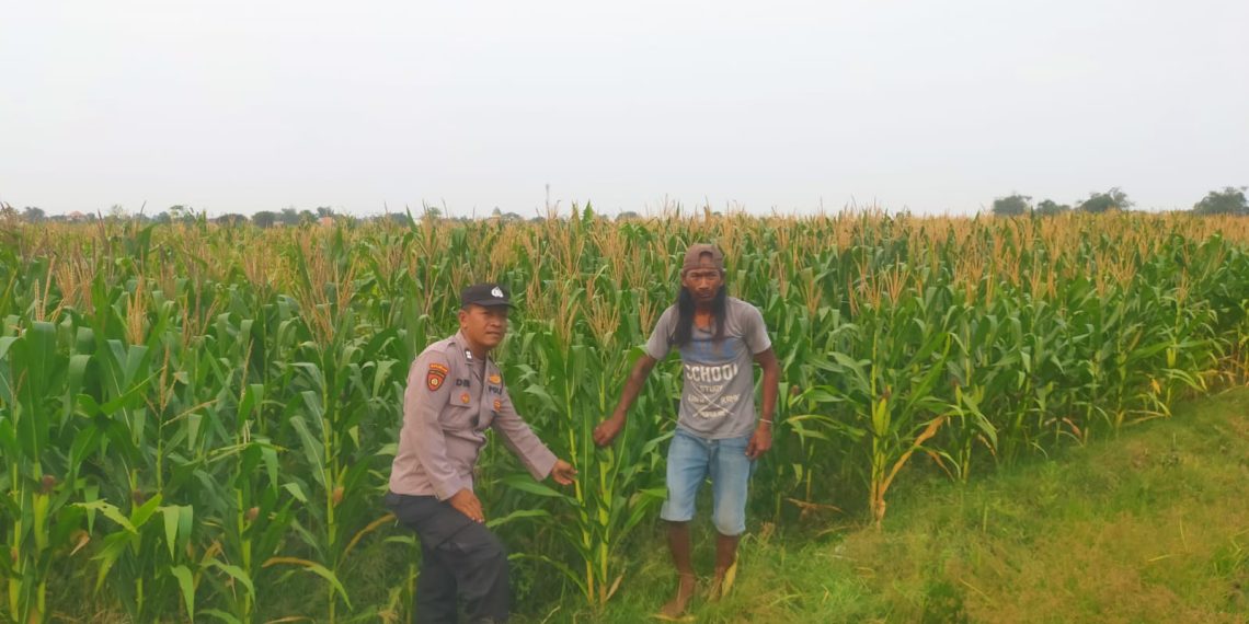 Polsek Prambon Cek Pertumbuhan Jagung di Desa Bulang
