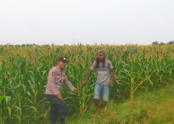 Polsek Prambon Cek Pertumbuhan Jagung di Desa Bulang