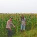 Polsek Prambon Cek Pertumbuhan Jagung di Desa Bulang