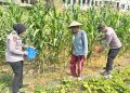 Polsek Sedati Dorong Ketahanan Pangan, Cek Lahan Jagung di Desa Betro