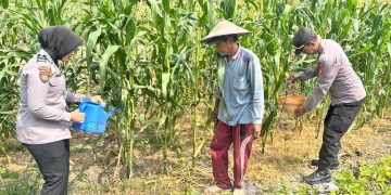 Polsek Sedati Dorong Ketahanan Pangan, Cek Lahan Jagung di Desa Betro