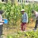 Polsek Sedati Dorong Ketahanan Pangan, Cek Lahan Jagung di Desa Betro
