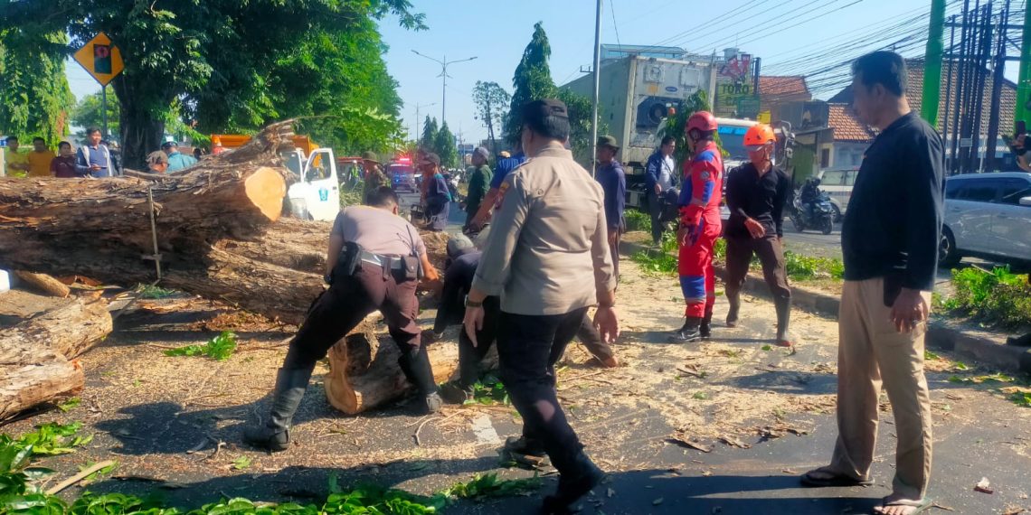 Polisi Bantu Evakuasi Pohon Tumbang di Jalan Raya Tebel Gedangan