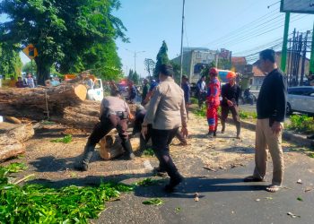 Polisi Bantu Evakuasi Pohon Tumbang di Jalan Raya Tebel Gedangan