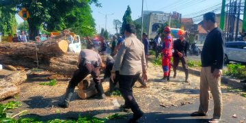 Polisi Bantu Evakuasi Pohon Tumbang di Jalan Raya Tebel Gedangan