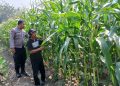 Dukung Swasembada Pangan, Polsek Krembung Dampingi Petani Jagung di Desa Lemujut