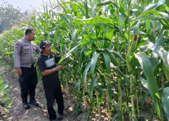Dukung Swasembada Pangan, Polsek Krembung Dampingi Petani Jagung di Desa Lemujut
