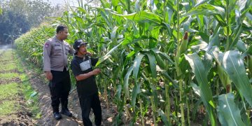 Dukung Swasembada Pangan, Polsek Krembung Dampingi Petani Jagung di Desa Lemujut