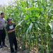 Dukung Swasembada Pangan, Polsek Krembung Dampingi Petani Jagung di Desa Lemujut
