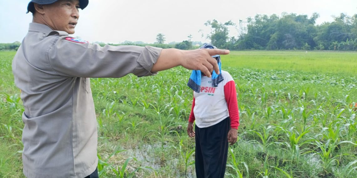 Polisi bersama Petani Pantau Pertumbuhan Jagung di Sumokembangsri Balongbendo