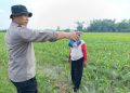 Polisi bersama Petani Pantau Pertumbuhan Jagung di Sumokembangsri Balongbendo
