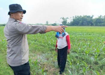 Polisi bersama Petani Pantau Pertumbuhan Jagung di Sumokembangsri Balongbendo