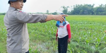Polisi bersama Petani Pantau Pertumbuhan Jagung di Sumokembangsri Balongbendo