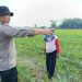 Polisi bersama Petani Pantau Pertumbuhan Jagung di Sumokembangsri Balongbendo
