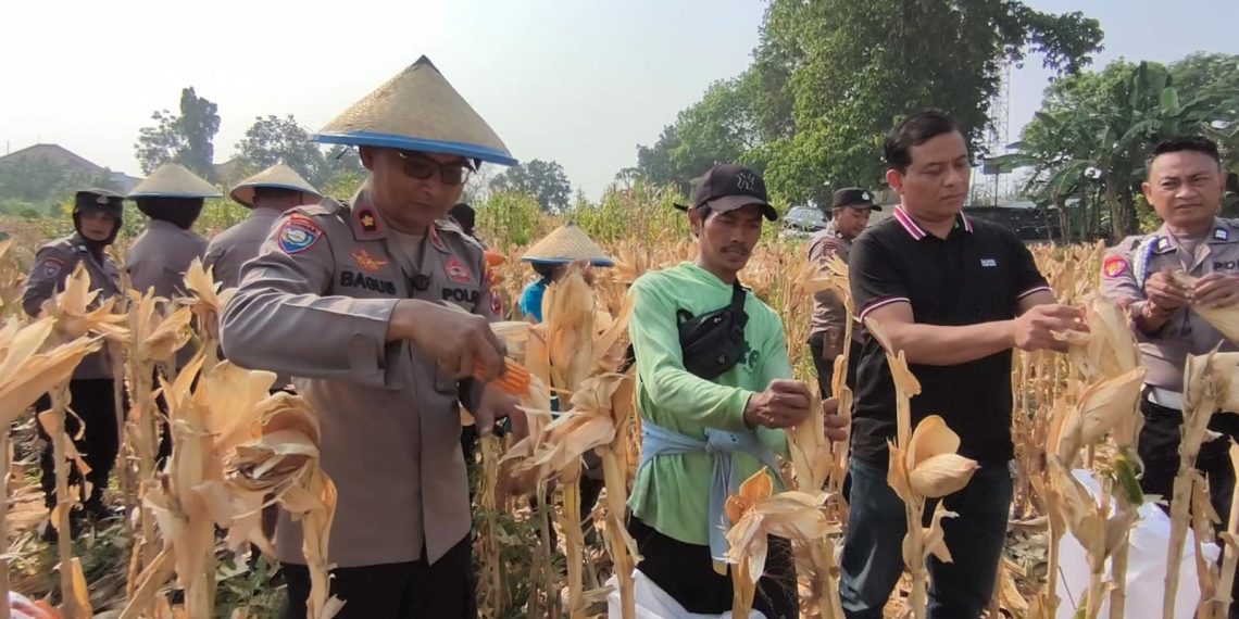 Polsek Taman Bersama Petani Panen 13 Ton Jagung