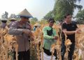 Polsek Taman Bersama Petani Panen 13 Ton Jagung