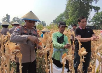 Polsek Taman Bersama Petani Panen 13 Ton Jagung