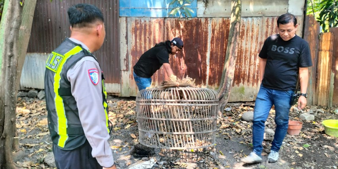 Polsek Taman Respon Cepat Aduan Warga Dugaan Judi Sabung Ayam di Sambibulu