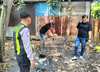 Polsek Taman Respon Cepat Aduan Warga Dugaan Judi Sabung Ayam di Sambibulu