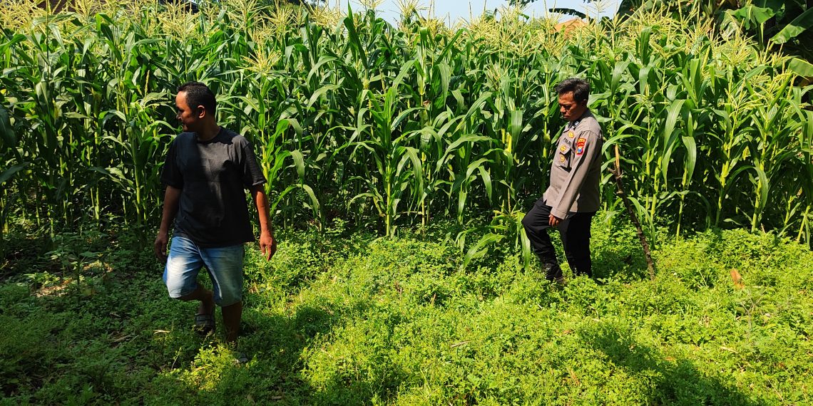 Polsek Tanggulangin Dukung Ketahanan Pangan, Upayakan Keluhan Petani di Desa Randegan