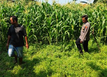 Polsek Tanggulangin Dukung Ketahanan Pangan, Upayakan Keluhan Petani di Desa Randegan