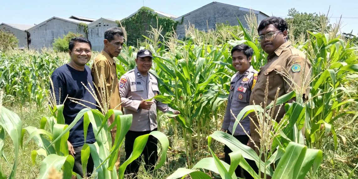 Polsek Sukodono Cek Pertumbuhan Jagung di Kebonagung, Dukung Ketahanan Pangan