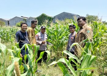 Polsek Sukodono Cek Pertumbuhan Jagung di Kebonagung, Dukung Ketahanan Pangan