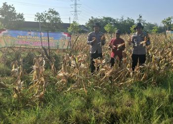 Polsek Wonoayu Panen Raya Jagung, Dukung Swasembada Pangan