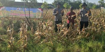 Polsek Wonoayu Panen Raya Jagung, Dukung Swasembada Pangan