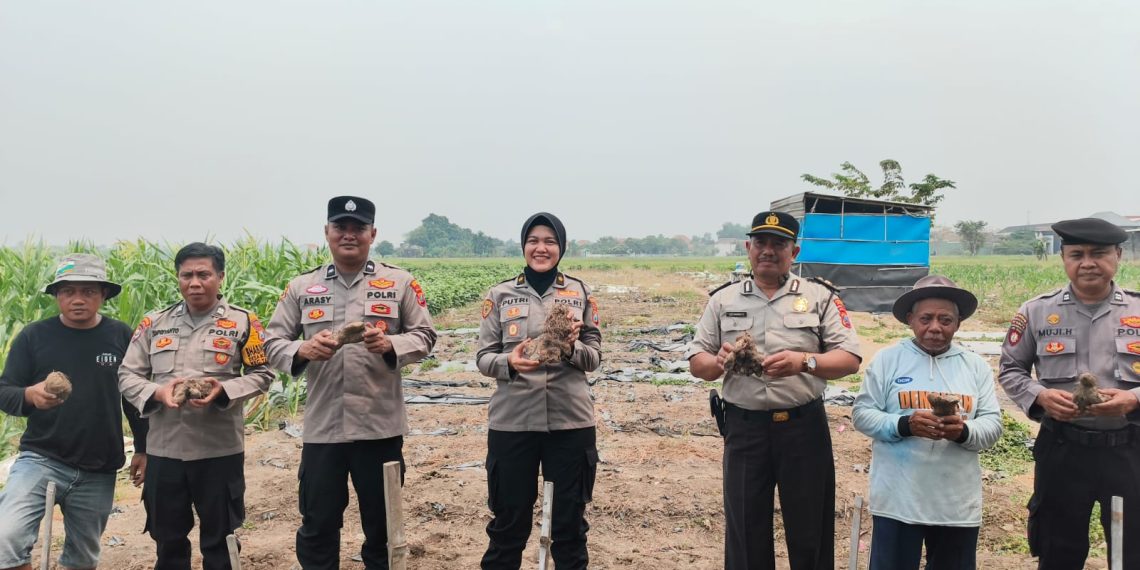 Polresta Sidoarjo Ajak Warga Budidayakan Uwi Ungu, Dukung Ketahanan Pangan dan Green Policing